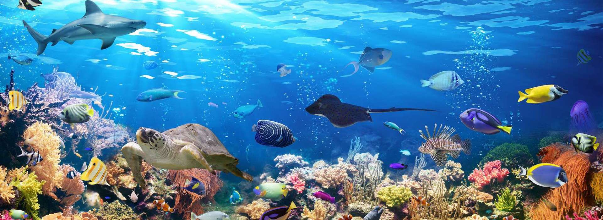 Slider d'images de l'animation Visio animation  3/8 ans  1 heure "sous l 'océan"